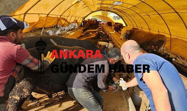 Keçiören Belediyesi veteriner kontrolünden geçti