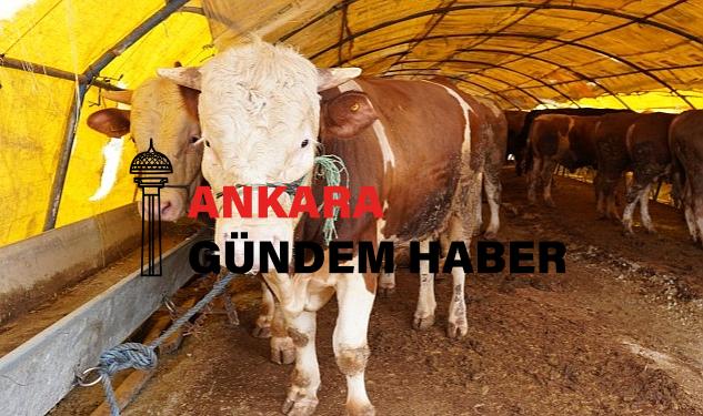 Keçiören’de Kurban Pazarı Kuruldu, Satışlar Başladı