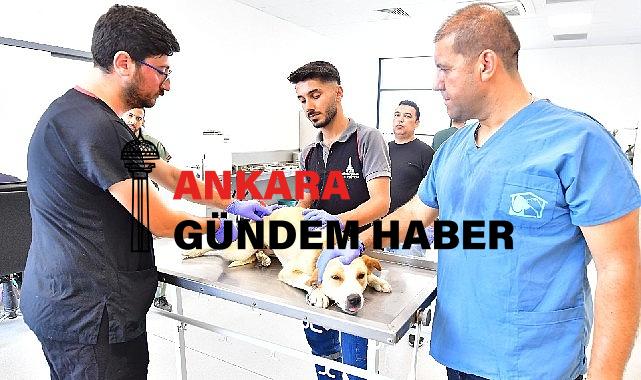 İzmir’de bir yılda 25 bin kedi ve köpek kısırlaştırıldı