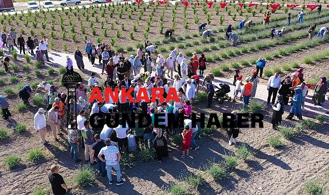 Keçiören’deki Lavanta ve Gül Bahçesi’nde Hasat Zamanı