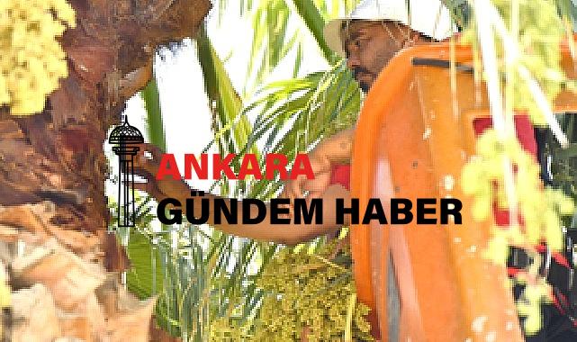 İzmir’in Palmiyeleri İçin Alarm Sistemi