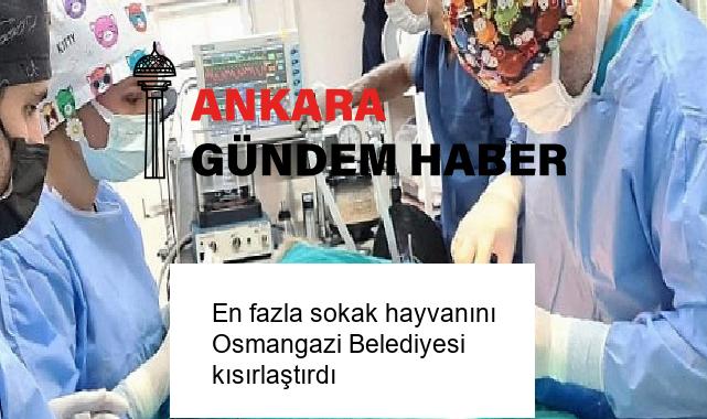 En fazla sokak hayvanını Osmangazi Belediyesi kısırlaştırdı