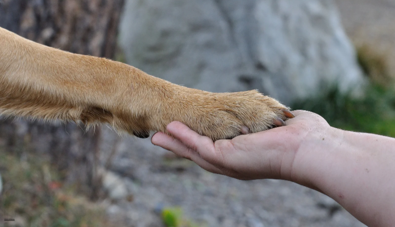 Ankara’da Köpek Katliamı! Şüpheler Kimliği Belirsiz Kişilere Yönelik