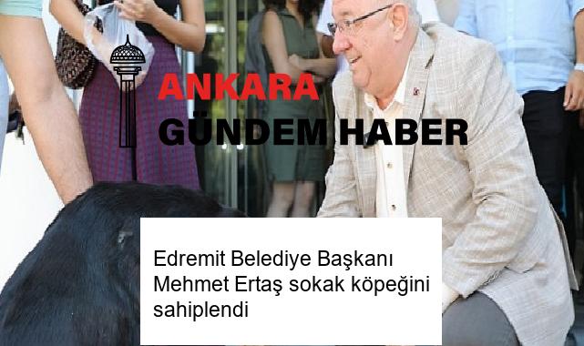 Edremit Belediye Başkanı Mehmet Ertaş sokak köpeğini sahiplendi