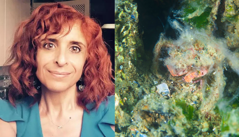 Ankara Eymir Gölünde Gizemli Tabaka: Müsilaj Değil, Tehlikeli Bir Uyarı