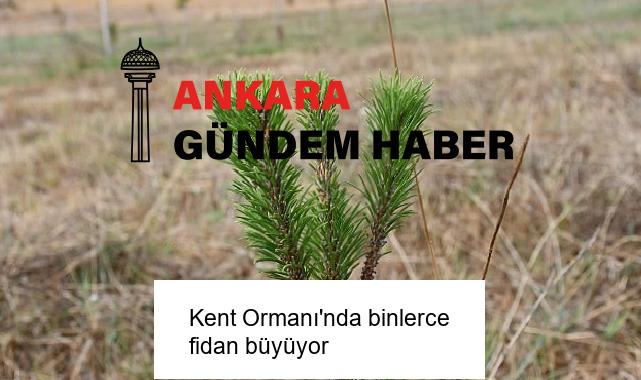Kent Ormanı’nda binlerce fidan büyüyor