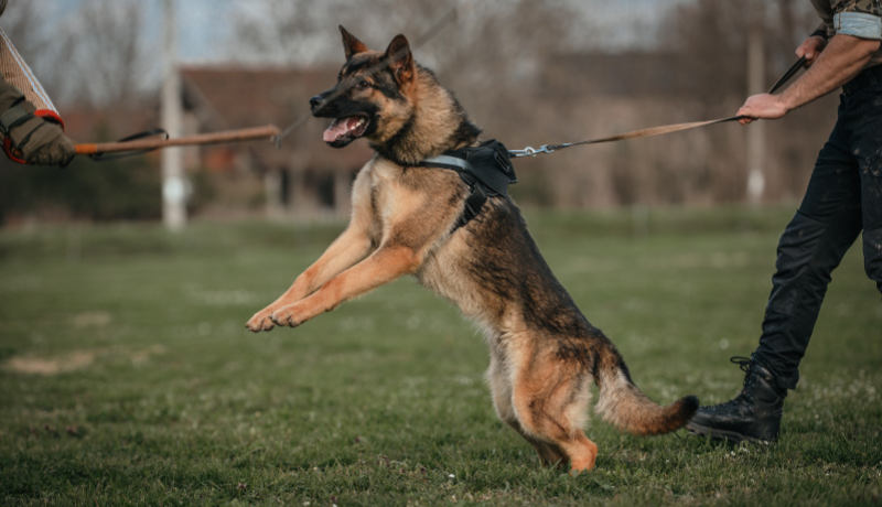 Ankara’da Eğitilen Dedektör Köpeklerin Sessiz Kahramanlığı! İşte Bunu da Yaptılar